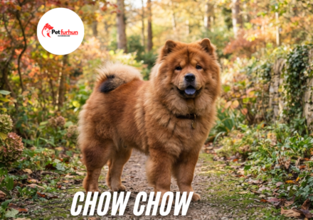 Chow Chow