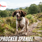 Sprocker Spaniel