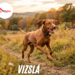 Vizsla