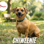 chiweenie
