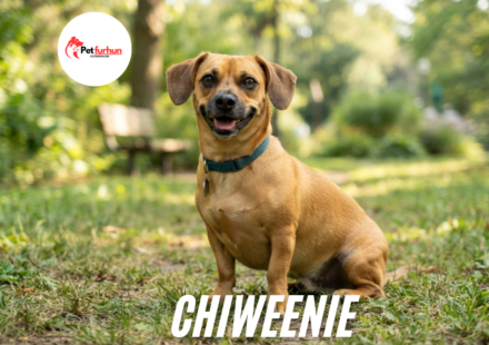 chiweenie