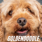 Goldendoodle