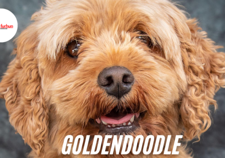 Goldendoodle