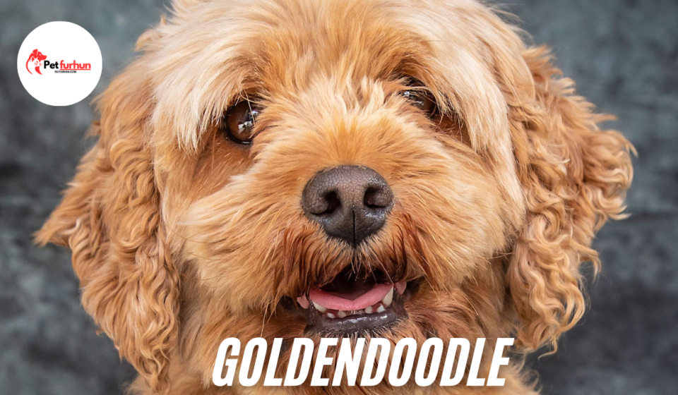 Goldendoodle