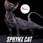 Sphynx cat