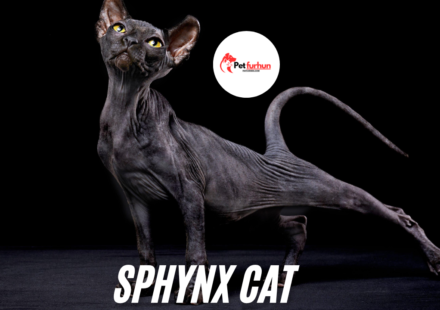 Sphynx cat