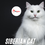 Siberian cat