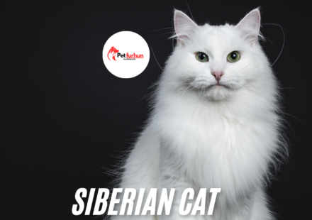 Siberian cat