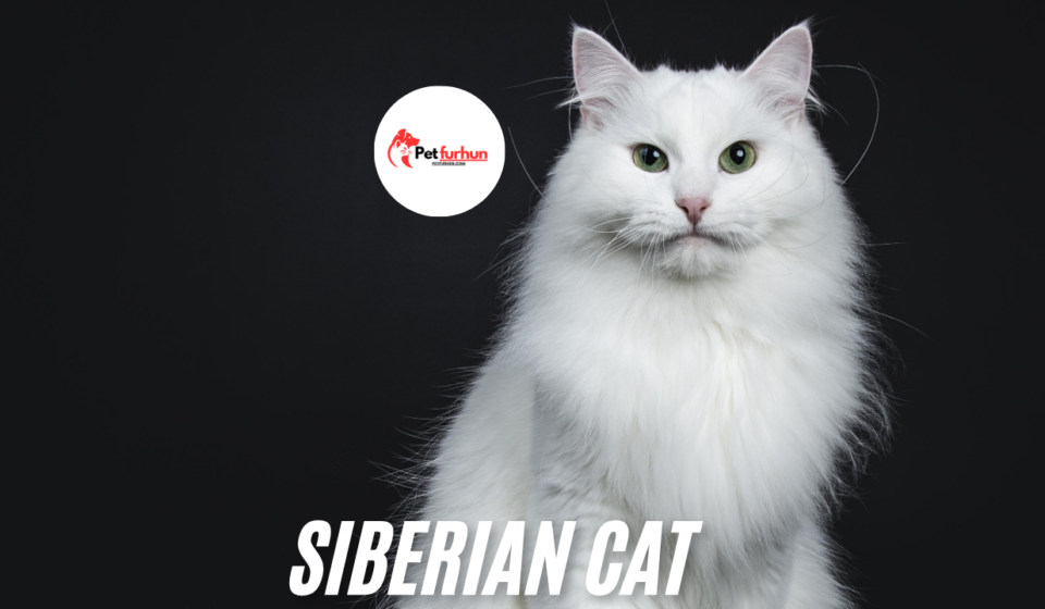 Siberian cat