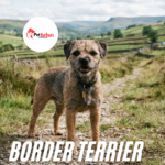 Border Terrier