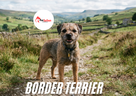 Border Terrier