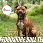 Staffordshire Bull Terrier