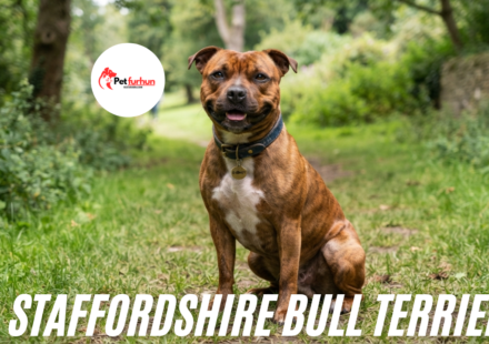 Staffordshire Bull Terrier