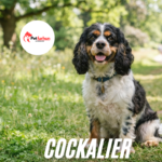Cockalier