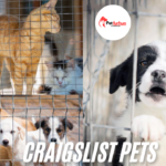 craigslist pets