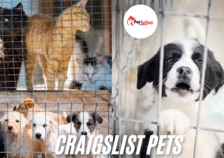 craigslist pets