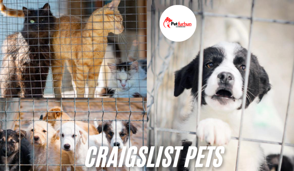 craigslist pets